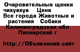 Очаровательные щенки чихуахуа  › Цена ­ 25 000 - Все города Животные и растения » Собаки   . Калининградская обл.,Пионерский г.